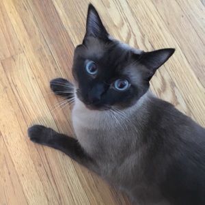 Meet your Posher, Minnie